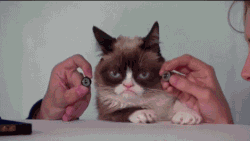 那只被全世界欠下小鱼干的猫咪，悄悄回喵星了…-13.gif