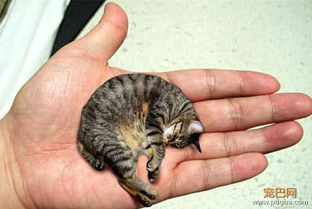 世界上最小的猫咪，个头只有7厘米高，睡觉前都要亲亲才可以-2.jpeg