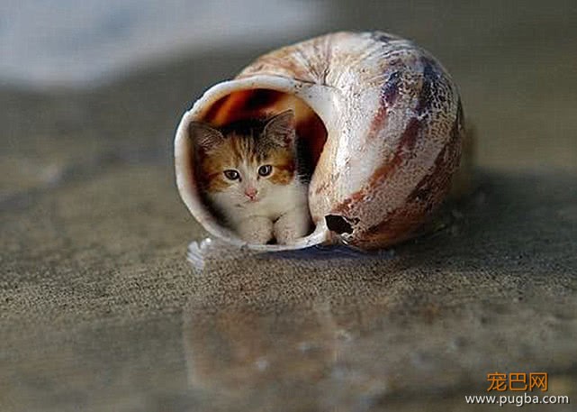 世界上最小的猫咪，个头只有7厘米高，睡觉前都要亲亲才可以-3.jpeg