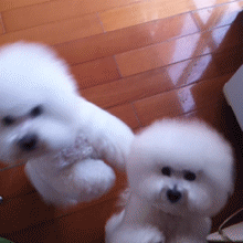 有了比熊~家里就像多了一个小天使-8.gif