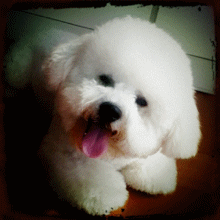 有了比熊~家里就像多了一个小天使-7.gif