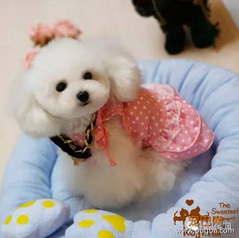 泰迪狗狗幼犬性格测试-2.jpeg