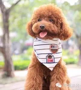 泰迪狗狗幼犬性格测试-1.jpeg