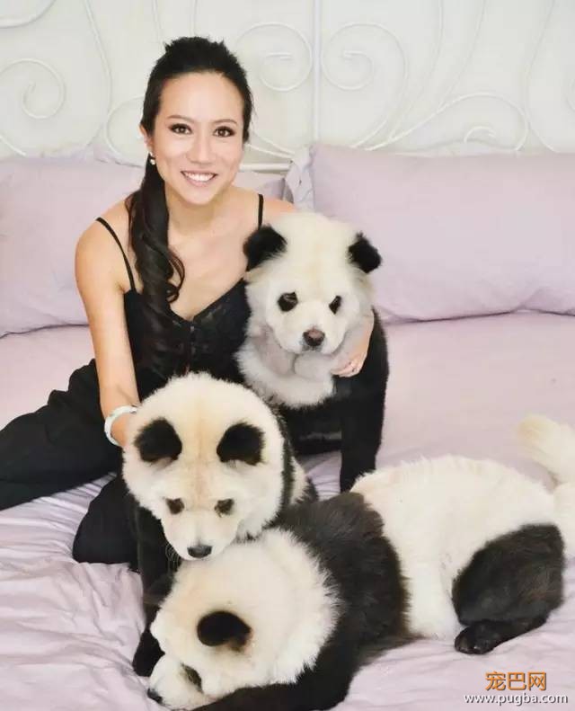 狮城丨狗狗？熊猫？傻傻分不清楚-1.jpeg