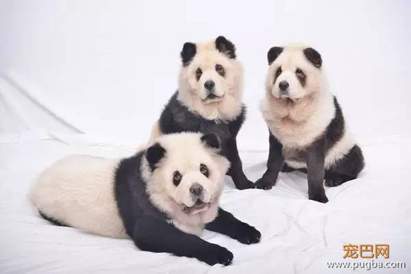 狮城丨狗狗？熊猫？傻傻分不清楚-2.jpeg