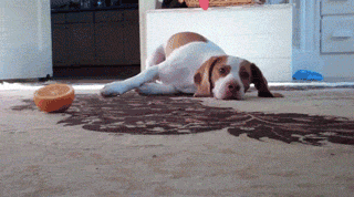 夏天不要给狗狗瞎喂水果，尤其是这3种-3.gif
