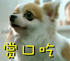 夏天不要给狗狗瞎喂水果，尤其是这3种-8.gif