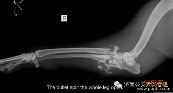爸妈被枪杀，歹徒射杀小孩时狗狗挡下子弹！中枪后它结局让人感动-8.jpeg