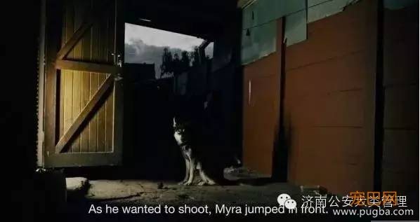 爸妈被枪杀，歹徒射杀小孩时狗狗挡下子弹！中枪后它结局让人感动-6.jpeg