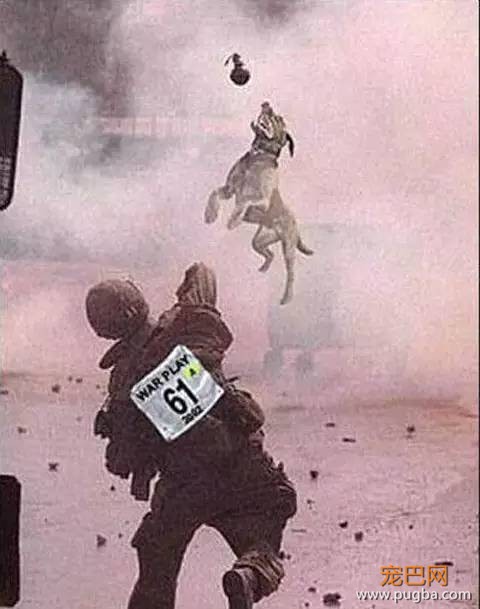 狗狗的感人故事图片，你能忍到第几张不哭？-4.jpeg