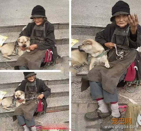 狗狗的感人故事图片，你能忍到第几张不哭？-6.jpeg