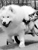 狗狗的感人故事图片，你能忍到第几张不哭？-10.jpeg