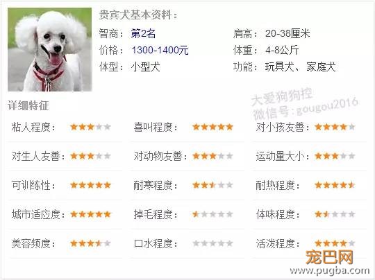 贵宾犬！-1.jpeg