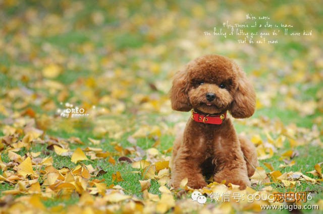 贵宾犬！-2.jpeg