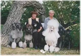 贵宾犬！-4.jpeg
