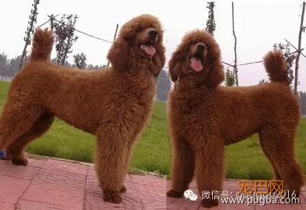 贵宾犬！-5.jpeg