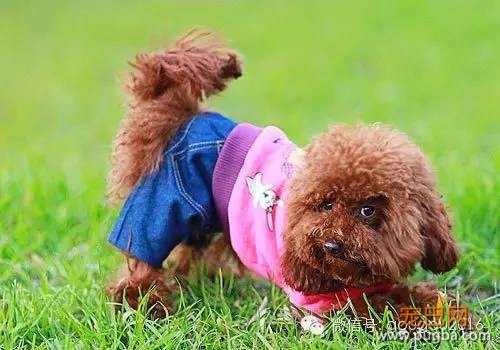 贵宾犬！-9.jpeg