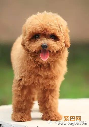 贵宾犬！-11.jpeg