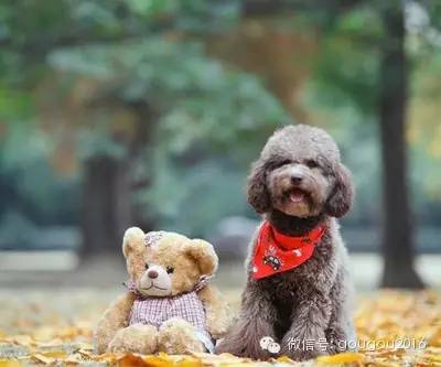 贵宾犬！-12.jpeg