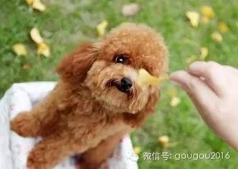 贵宾犬！-10.jpeg