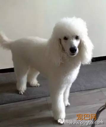 贵宾犬！-13.jpeg