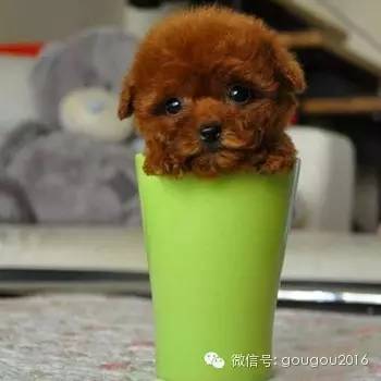 贵宾犬！-19.jpeg