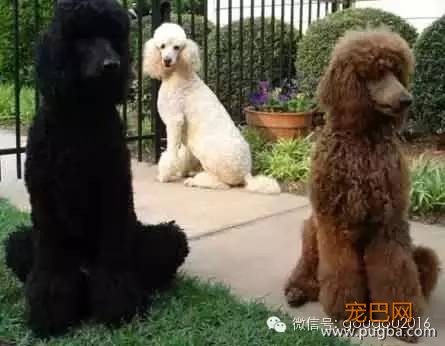 贵宾犬！-16.jpeg