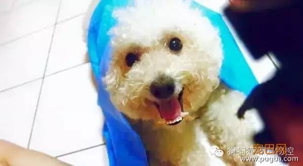 这么可爱的狗狗居然被7次弃养？背后的故事让人心酸…-1.jpeg