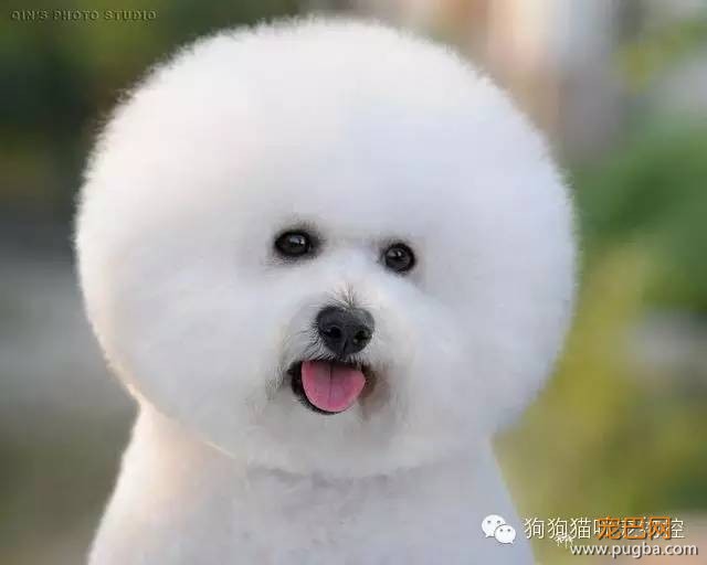 这么可爱的狗狗居然被7次弃养？背后的故事让人心酸…-2.jpeg