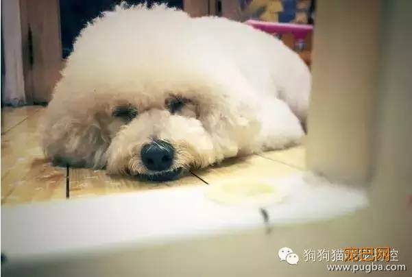 这么可爱的狗狗居然被7次弃养？背后的故事让人心酸…-7.jpeg