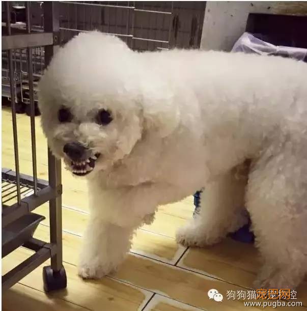 这么可爱的狗狗居然被7次弃养？背后的故事让人心酸…-4.jpeg