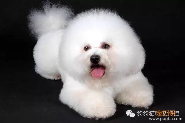 这么可爱的狗狗居然被7次弃养？背后的故事让人心酸…-6.jpeg
