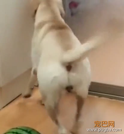狗狗给主人扶着西瓜，主人刚准备杀瓜，就被狗狗的反应逗乐了-3.jpeg