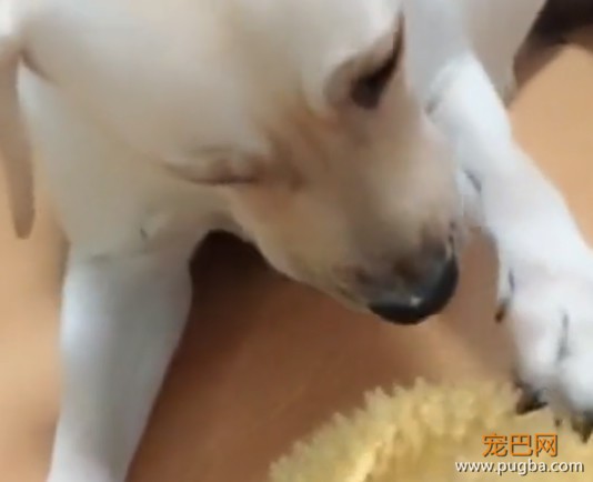 狗狗给主人扶着西瓜，主人刚准备杀瓜，就被狗狗的反应逗乐了-5.jpeg