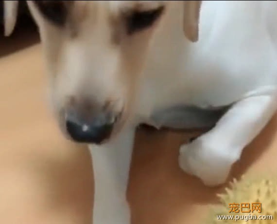 狗狗给主人扶着西瓜，主人刚准备杀瓜，就被狗狗的反应逗乐了-4.jpeg