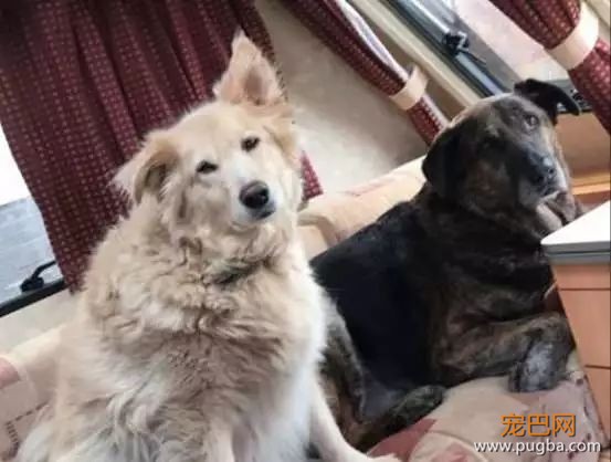 十年好友去世，狗狗伤心欲绝，直到主人拿出了这个礼物...-1.jpeg
