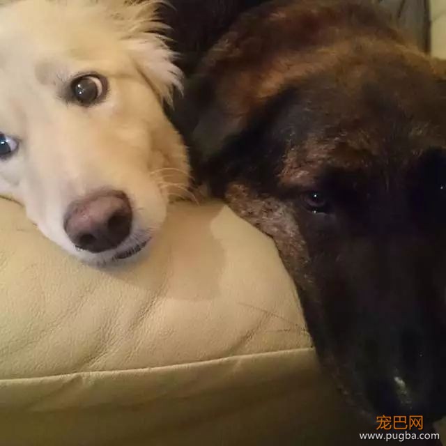 十年好友去世，狗狗伤心欲绝，直到主人拿出了这个礼物...-2.jpeg