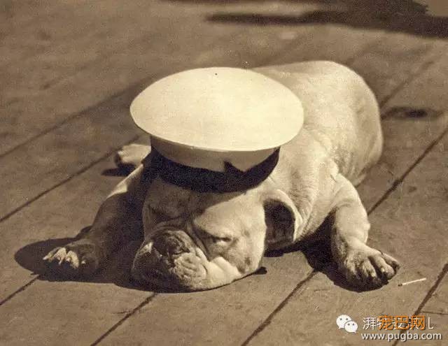 狗狗为什么会吐？-2.jpeg