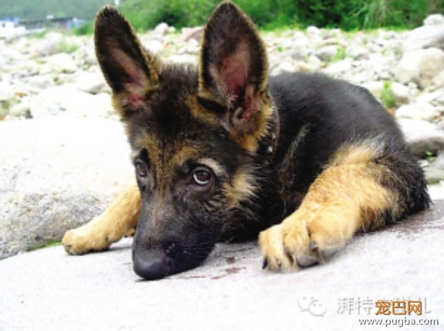 狗狗为什么会吐？-1.jpeg