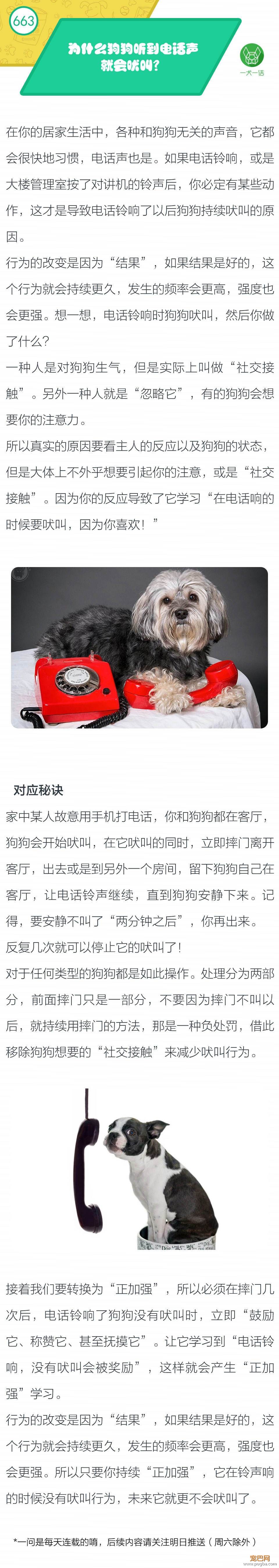 为什么狗狗听到电话声就会吠叫？-1.jpeg