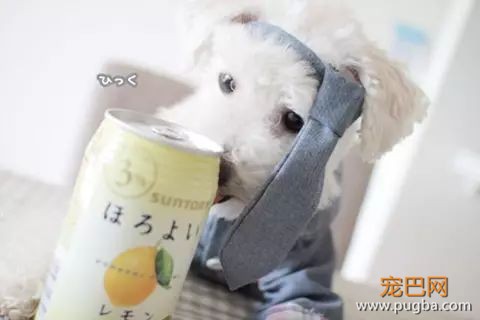 养狗狗应该知道的几个为什么?-2.jpeg