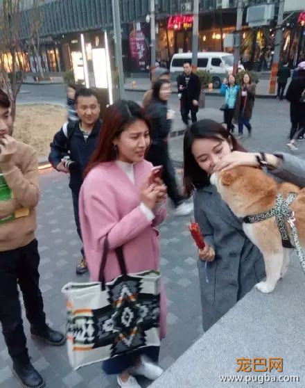 不是只有泰迪叫日天，这群狗比泰迪还厉害！-1.jpeg