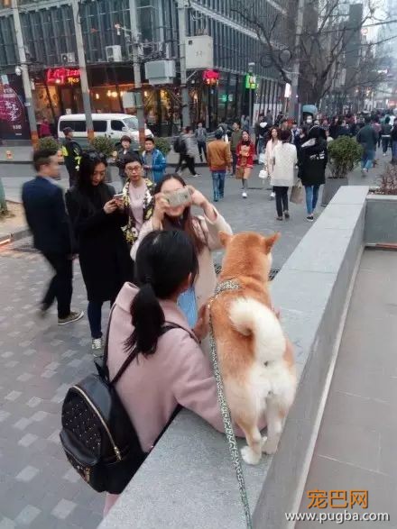不是只有泰迪叫日天，这群狗比泰迪还厉害！-2.jpeg
