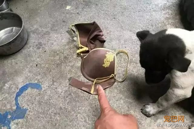 不是只有泰迪叫日天，这群狗比泰迪还厉害！-5.jpeg