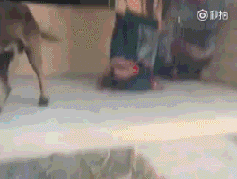 不是只有泰迪叫日天，这群狗比泰迪还厉害！-3.gif