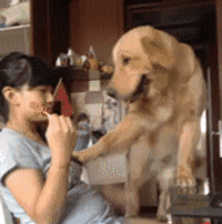 不是只有泰迪叫日天，这群狗比泰迪还厉害！-8.gif