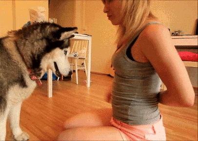 不是只有泰迪叫日天，这群狗比泰迪还厉害！-9.gif