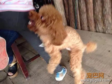 不是只有泰迪叫日天，这群狗比泰迪还厉害！-12.jpeg