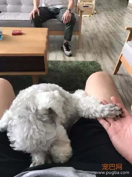 不是只有泰迪叫日天，这群狗比泰迪还厉害！-10.jpeg