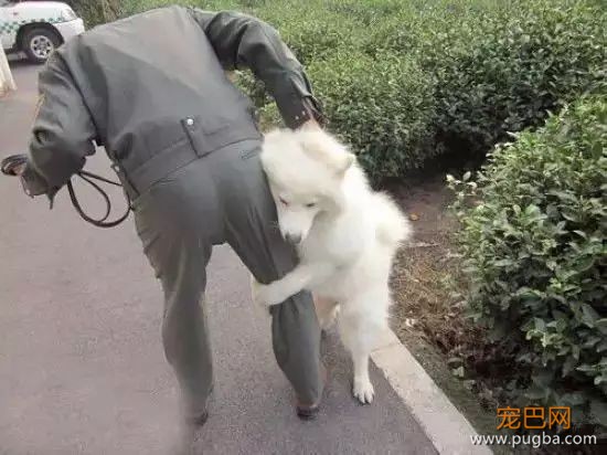 不是只有泰迪叫日天，这群狗比泰迪还厉害！-14.jpeg